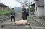 Ob es wirklich eine gute Idee war, das Mutterschwein an die Schienen der Schmalspurbahn Shixi – Bagoue (Provinz Sichuan) im Bahnhof Xiaorenjiao festzubinden, ist im Ergebnis nicht überliefert.  (15.03.2007) <i>Foto: Udo Kandler</i>