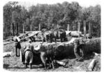 Holzverladung mit Rückepferden auf einem unbekannten Bahnhof. (1937) <i>Foto: RVM</i>