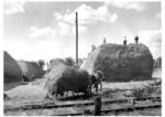 Aufschichten von Heu für Militärpferde in der RBD Stuttgart. (1939) <i>Foto: RVM</i>
