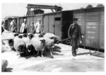 Verladung von Schafen in der RBD München. (1937) <i>Foto: RVM (Schuster)</i>
