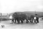 Elefanten der Zirkus Carl Hagenbeck marschieren vom Güterbahnhof in die Heidelberger Innenstadt. (13.09.1951) <i>Foto: Walter Hollnagel</i>