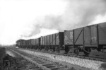 Ein artreiner aus O-Wagen gebildeter Kohlezug, gezogen von 50 2789 (Bw Wanne-Eickel Hbf) bei Lünen an der Hamm - Osterfelder Strecke . (1959) <i>Foto: Willi Marotz</i>