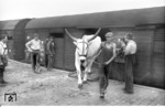 Ankunft des Zirkus Carl Hagenbeck in Heidelberg. (13.09.1951) <i>Foto: Walter Hollnagel</i>