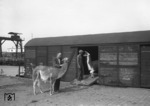 Ausladen von Lamas des Zirkus Hagenbeck im Güterbahnhof von Heidelberg. Nach der Wagenbeschriftung fuhren Lamas, Yaks und Watussi-Rinder in einem Wagen. (13.09.1951) <i>Foto: Walter Hollnagel</i>
