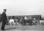 Der Zirkus Carl Hagenbeck nach seiner Ankunft mit der Bahn im Güterbahnhof von Heidelberg. (13.09.1951) <i>Foto: Walter Hollnagel</i>