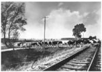 Eine Kuhherde überquert einen Bahnübergang an der Eisenbahnstrecke Insterburg–Goldap–Lyck in Ostpreußen. (1935) <i>Foto: RVM</i>