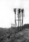 Personalintensiv war das Setzen neuer Telegrafenmaste und Spannen der Freileitungen, wie hier bei Wittenberge. (1938) <i>Foto: Walter Hollnagel</i>