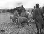 93 775 vom Bw Mayen-Ost wird von den Bauern mit ihren Jungbullen an der Strecke Daun - Wittlich (Eifel) bereits erwartet. (1937) <i>Foto: RBD Köln (Felten)</i>