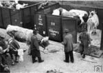 Schlachtviehverladung in der RBD Linz (Österreich) in den Om-Wagen 4588 Königsberg. (1942) <i>Foto: RVM (Ittenbach)</i>