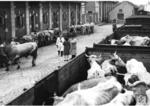 Schlachtviehtransport in der RBD Linz (Österreich). (1938) <i>Foto: RVM (Ittenbach)</i>
