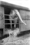 Elefantentransport in Köln-Nippes.  (23.06.1959) <i>Foto: Fischer</i>