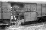 Elefantentransport in Köln-Nippes. (23.06.1959) <i>Foto: Fischer</i>