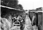 Viehausladung im Bahnhof Schneidemühl (heute poln. Pila). (1931) <i>Foto: RVM</i>