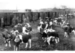 Viehverladung im Bahnhof Insterburg (Ostpreußen). (1920) <i>Foto: RVM</i>