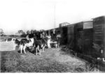 Viehverladung im Bahnhof Insterburg (Ostpreußen) (1920) <i>Foto: RVM</i>