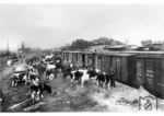 Viehverladung im Bahnhof Goldap (Ostpreußen). Goldap war bis zum Zweiten Weltkrieg der zweitgrößte Vieh- und Pferdemarkt Deutschlands. (1932) <i>Foto: RVM</i>