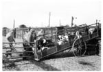 Jungbullenverladung im Bahnhof Schivelbein (heute poln. Świdwin) an der Strecke Stargard/Pommern - Köslin - Gdingen. (1934) <i>Foto: RVM (Jaster)</i>