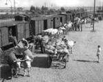 Umladen von landwirtschaftlichen Erzeugnissen auf einem Bahnhof in der RBD Erfurt. (1934) <i>Foto: RVM</i>