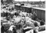 Viehmarkt in einem unbekannten Ort Ostpreußens. (1930) <i>Foto: RVM</i>