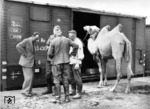 so der Titel dieses Propagandabildes. Angeblich hatte die 4. Panzerarmee im Kaukasus 60 Kamele im Einsatz, die als Zugtiere der Leistung eines guten Zugpferdes entsprochen haben sollen und als Tragtier Lasten von bis zu 150 kg transportiert haben.  (1942) <i>Foto: RVM (Ittenbach)</i>
