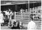 Frische Anlieferung für den Kölner Schlachthof im Gleisanschluß an der Liebigstraße in Köln-Neuehrenfeld. (1934) <i>Foto: RVM</i>