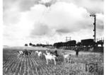 Die von 1939 bis 1945 als "Wartheland" bezeichnete Region war vor dem Angriff Deutschlands auf Polen im September 1939 polnisches Staatsgebiet. Hier passiert ein Güterzug auf der Strecke Gnesen - Hohensalza die für den Fotografen gestellte Szene für den Reichbahnkalender. (1940) <i>Foto: RVM (Berkowski)</i>