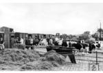 Viehverladung in Rothenstein an der Strecke Königsberg - Tilsit. Die Station war Gemeinschaftsbahnhof der RBD Königsberg und der Königsberg-Cranzer Eisenbahngesellschaft (KCE). (1930) <i>Foto: RVM</i>