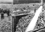 Entladung von Zuckerrüben, vermutlich bei Euskirchen. Das scheinbar harmlose Foto bekommt besondere Brisanz, weil die Arbeiter an dem Pferdefuhrwerk eindeutig als "Fremdarbeiter" zu identifizieren sind, die während des zweiten Weltkriegs zur Zwangsarbeit eingesetzt wurden. (1940) <i>Foto: RBD Köln (Felten)</i>