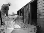 Kartoffelumladung in Berlin-Pankow. (1942) <i>Foto: RVM (Ittenbach)</i>