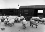 Irgendwo in Ostpreußen. (Datum unbekannt) <i>Foto: RVM</i>