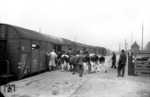 Rinderverladung in Husum.  (26.09.1956) <i>Foto: Walter Hollnagel</i>