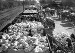 Weißkohlverladung im Bahnhof Echterdingen. (Datum unbekannt) <i>Foto: RVM</i>