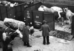 Viehverladung in der RBD LInz. (1938) <i>Foto: RVM</i>