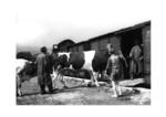 Viehverladung in der RBD Linz. (1938) <i>Foto: RVM</i>