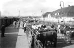Viehauktion in der RBD Linz. (1938) <i>Foto: RVM</i>