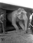 Ausladen von Zirkuselefanten im Bahnhof Köln-Nippes. (23.06.1959) <i>Foto: Fischer</i>