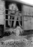 Elefantentransport in Köln-Nippes. (23.06.1959) <i>Foto: Fischer</i>