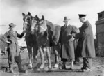 Der Pferdebestand der Wehrmacht lag am Tag des Kriegsbeginnes am 1. September 1939 bei 573.000 Pferden. Zwei Jahre später wurden für den Angriff auf die Sowjetunion am 22. Juni 1941 rund 750.000 Pferde bereitgestellt. Insgesamt wurden auf deutscher Seite im Zweiten Weltkrieg 2.800.000 Pferde eingesetzt. Die Verluste waren hoch. Einer Aufstellung des Generalstabes des Heeres zu den Pferdeverlusten im Feldheer für den Zeitraum vom 22. Juni 1941 bis zum 31. Dezember 1944 zufolge, lag der Monatsdurchschnitt an Totalausfällen bei Pferden in der Regel bei etwa 30.000, davon über 90% beim Ostheer. Insgesamt beliefen sich die Totalverluste an Pferden seit dem 22. Juni 1941 auf 1.558.508. Im Dezember 1944 lag die Totalausfallsrate bei 26.134 Pferden, wovon 10.058 durch Feindeinwirkung starben und knapp 2500 an Erschöpfung bei einem Gesamtbestand in diesem Monat von etwa 930.000 Pferden. Das Bild zeigt die Abgabe requirierter Pferde im Bahnhof Mährisch-Schönberg im Sudetenland.  (1944) <i>Foto: RVM (Ittenbach)</i>