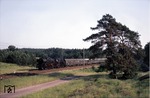 03 0090 (03 1090) zieht D 914 durch die märkischen Kieferwälder nördlich Warnitz (zwischen Angermünde und Prenzlau). (04.06.1979) <i>Foto: Joachim Bügel</i>