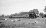 98 812 der Ulmer Eisenbahnfreunde mit einem Sonderzug auf der Strecke Laupheim - Schwendi. (27.06.1971) <i>Foto: Burkhard Wollny</i>