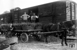Versand von Rhododendronstauden im Bahnhof Westerstede-Ocholt an der Bahnstrecke Oldenburg–Leer. (1931) <i>Foto: RVM</i>