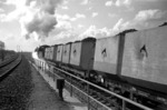 Ein für das Ruhrgebiet typischer Zug mit Koks-Kübelwagen bei Duisburg. Zuglok ist 50 1450 (vgl. Bild-Nr. 9268). (04.1961) <i>Foto: Willi Marotz</i>