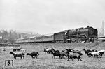01 2114 fährt bei Jena an einer etwas derangierten Schafherde vorbei. (05.1980) <i>Foto: Martin Heller</i>
