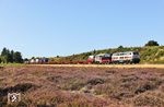 Dann kehrten 218 341 und 218 497 doch noch vor einem Autozug (AS 1441) zurück nach Niebüll, aufgenommen am neuen Besenheidefeld östlich von Morsum. Das Gewächs ist die prägende Pflanzenart der Heidelandschaft. (25.08.2026) <i>Foto: Joachim Bügel</i>
