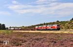 218 385 und 218 390 vor AS 1441 nach Niebüll am neu entstandenen Heidefeld östlich von Morsum. (26.08.2026) <i>Foto: Joachim Bügel</i>