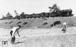 Um den kargen Eisenbahnerlohn aufzubessern, verdienten sich viele einfache Beamte ein Zubrot in der (eigenen) Landwirtschaft. Der Fotograf der Rbd Breslau passte diese Szene mit einer vorbeifahrenden preußischen G 8² (Baureihe 56.20) an einem Bahndamm in Schlesien ab. (1930) <i>Foto: RVM (Berkowski)</i>