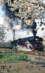 Die Obstbäume der Kleingärtner in Gera-Zwötzen stehen in voller Blüte. 01 0517 sorgt vor P 3025 nach Saalfeld (Saale) für zusätzliches Aroma in der Luft. (18.04.1981) <i>Foto: Wolfgang Bügel</i>