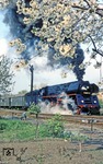 Baumblüte in Gera-Zwötzen im Elstertal. (18.04.1981) <i>Foto: Wolfgang Bügel</i>