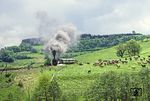 Fotohalt bei Milbitz: Noch halten die LPG-Kühe Ruhe als 95 0027 mit ihrem Sonderzug vorbeifährt. (28.05.1981) <i>Foto: Wolfgang Bügel</i>