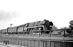 01 504 vom Bw Wittenberge vor D 163 aus Hamburg bei Berlin-Wannsee. Als einzige Lok der Baureihe 01.5 besaß 01 504 (neben den Boxpok-Rädern) einen Giesl-Flachejektor.  (22.07.1968) <i>Foto: Burkhard Wollny</i>